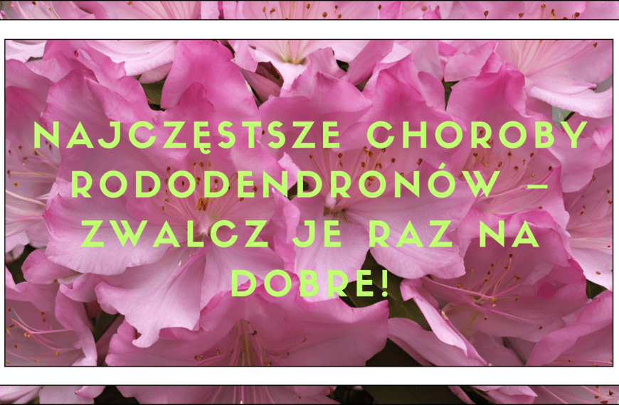 Najczęstsze choroby rododendronów – zwalcz&hellip;