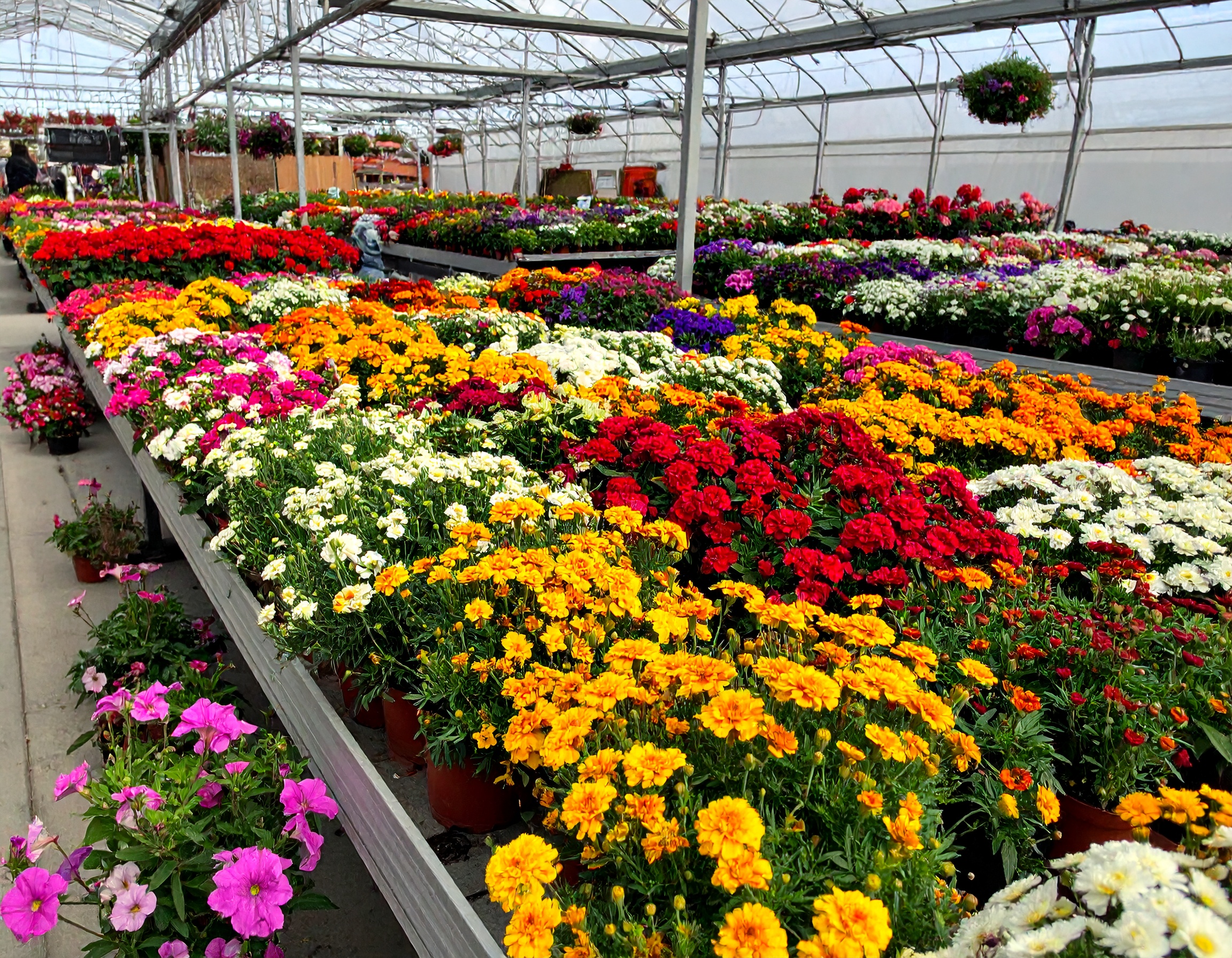 Najlepszy ogrodniczy sklep online - Przewodnik po zakupach w 2025 roku