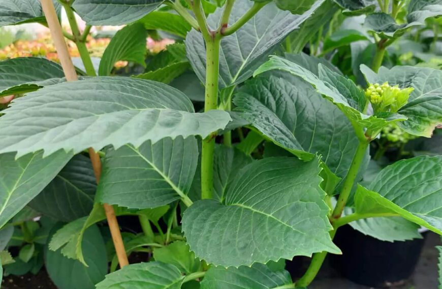 Hortensja Schone Bautzneizere