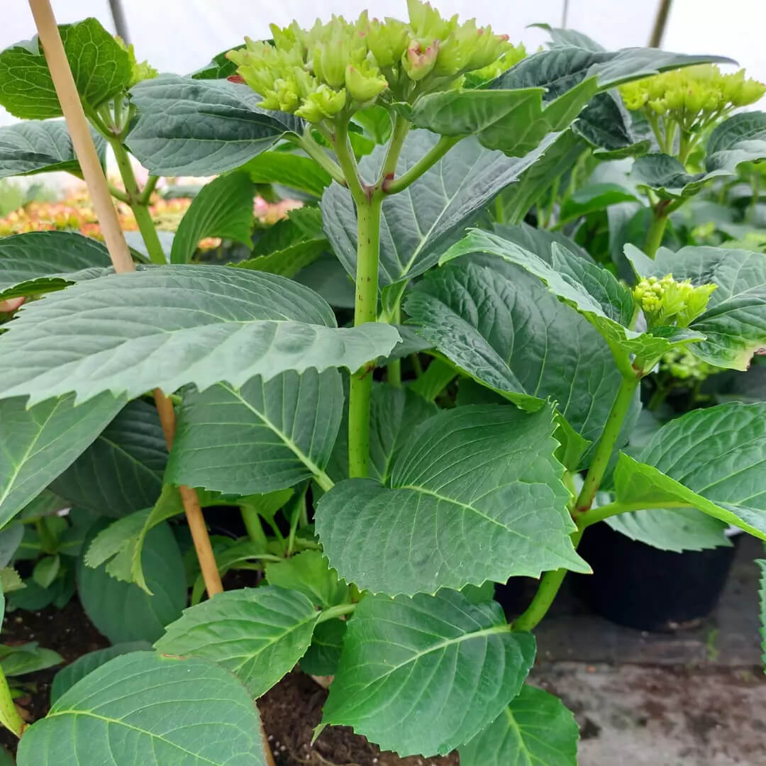 Hortensja Schone Bautzneizere