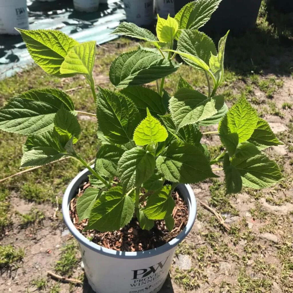 Hortensja Strong Annabelle