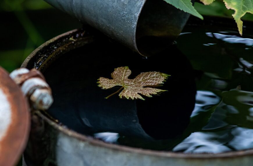 Ekologiczny ogród z Kadax – zbiór deszczówki i świadome podlewanie