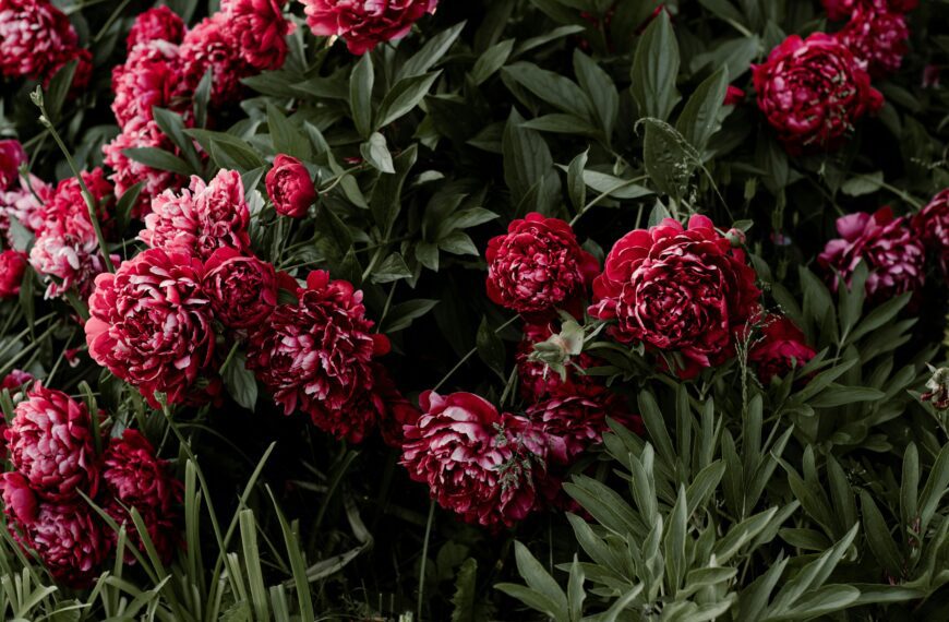 Co posadzić obok piwonii? TOP5 roślin, które sprawdzą się idealnie