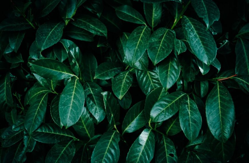 Laurowiśnia sadzonki – idealne do&hellip;