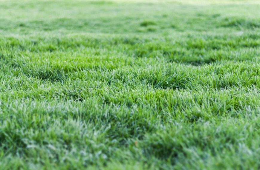 Robot koszący a ogród z&hellip;