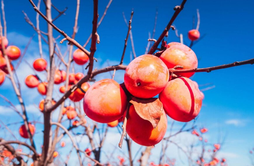 Jak zabezpieczyć drzewka owocowe przed&hellip;