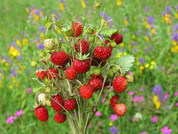 Sadzonki poziomek, czyli wstęp do domowej uprawy