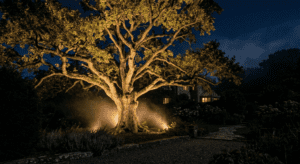 Malowanie światłem – jak wydobyć nocne piękno roślin&hellip;